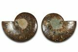 Cut & Polished, Agatized Ammonite Fossil - Madagascar #318114-1